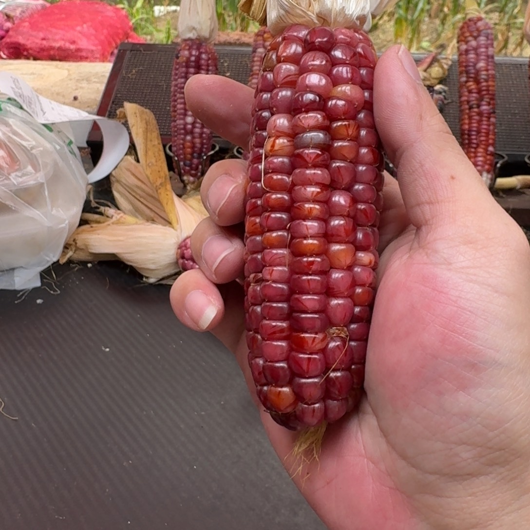 梵***山吊坠柏香籽/百香籽