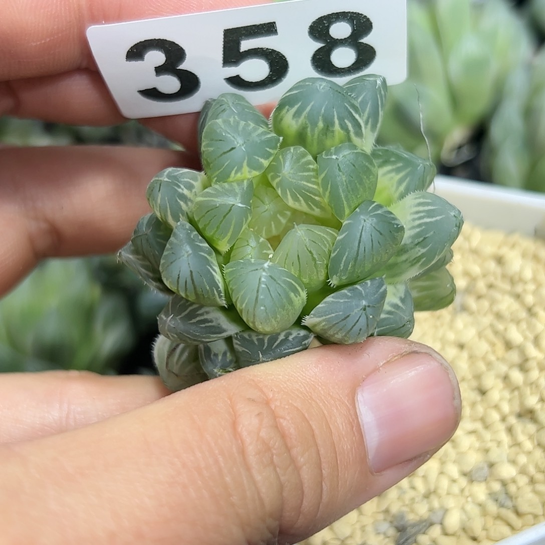 糊斑霓虹灯锦十二卷多肉植物