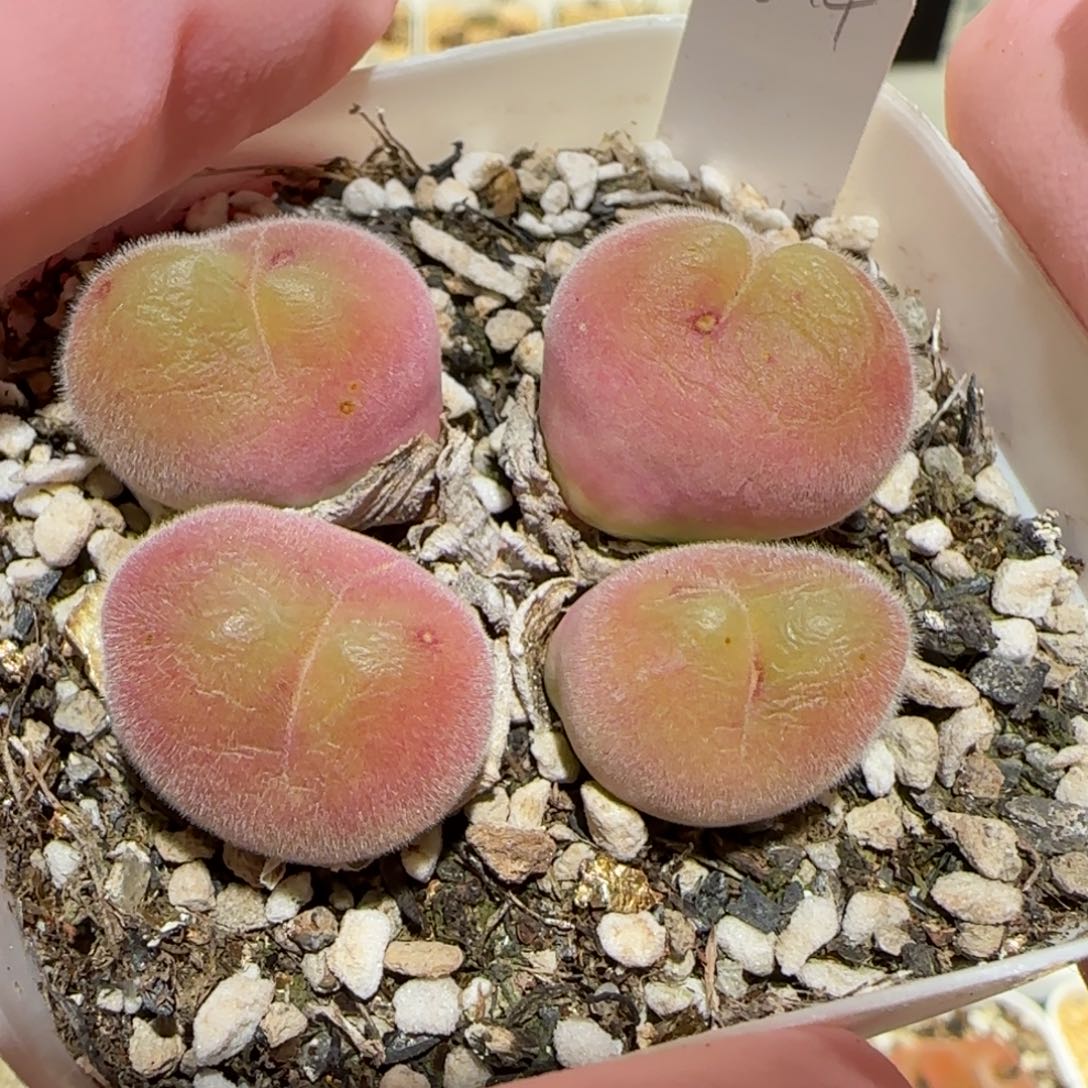 肉锥多肉植物百科7-长毛翠滴母本737