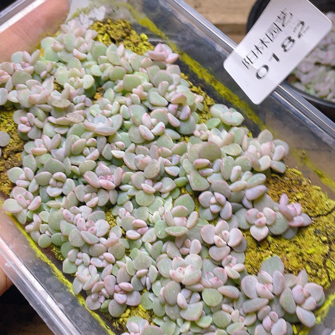 奶***࿐多肉植物多肉植物182