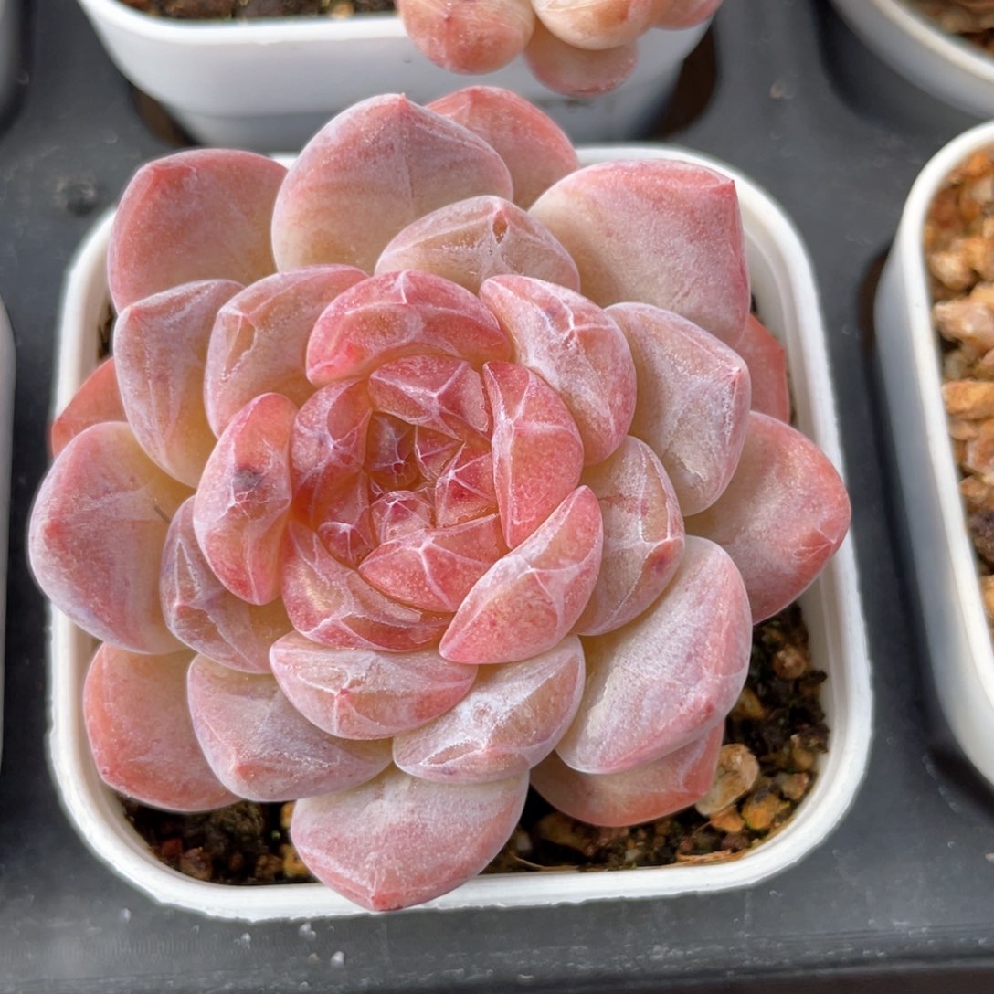 优选琥珀珍妮1245