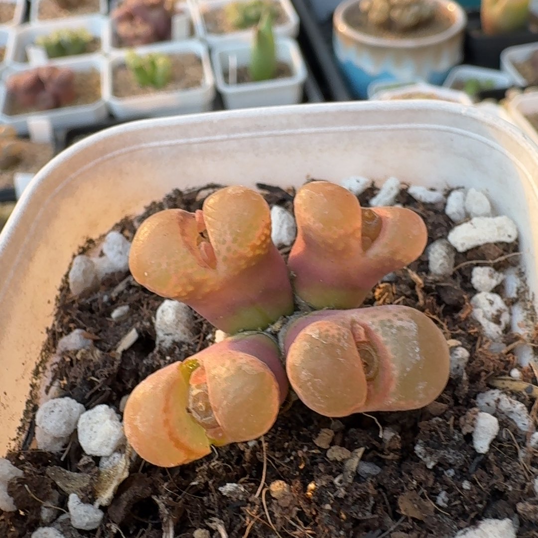 风铃4头群生哈哈哈哈哈