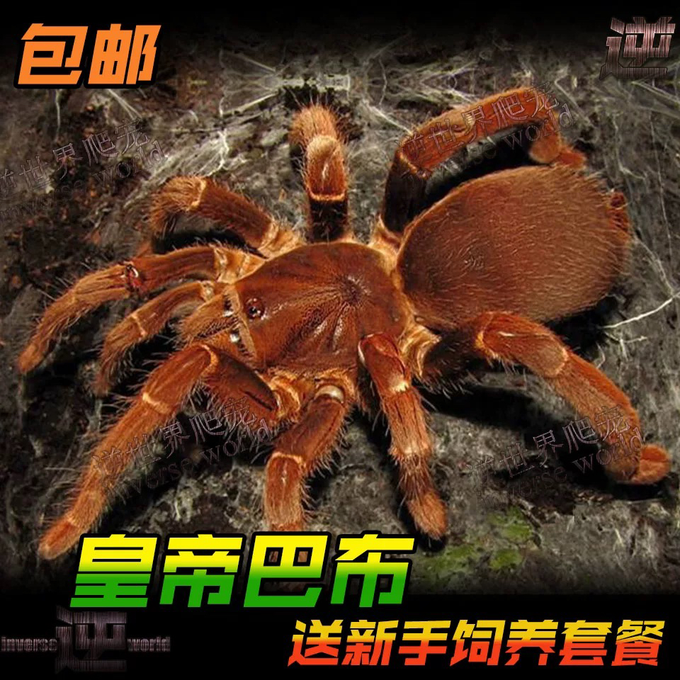 皇帝巴布4-17厘米公母宠物蜘蛛之家比橙巴布大型凶猛的穴居品种