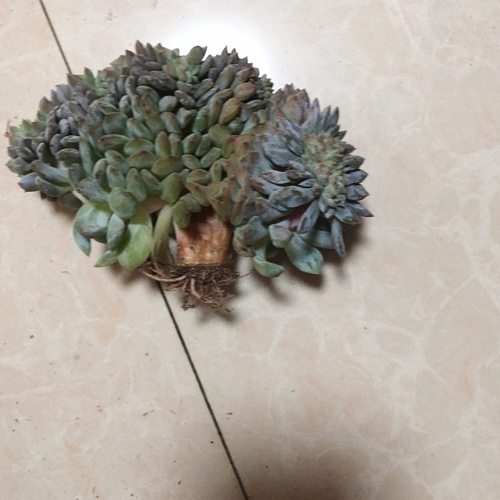 六***月六月专拍多肉植物