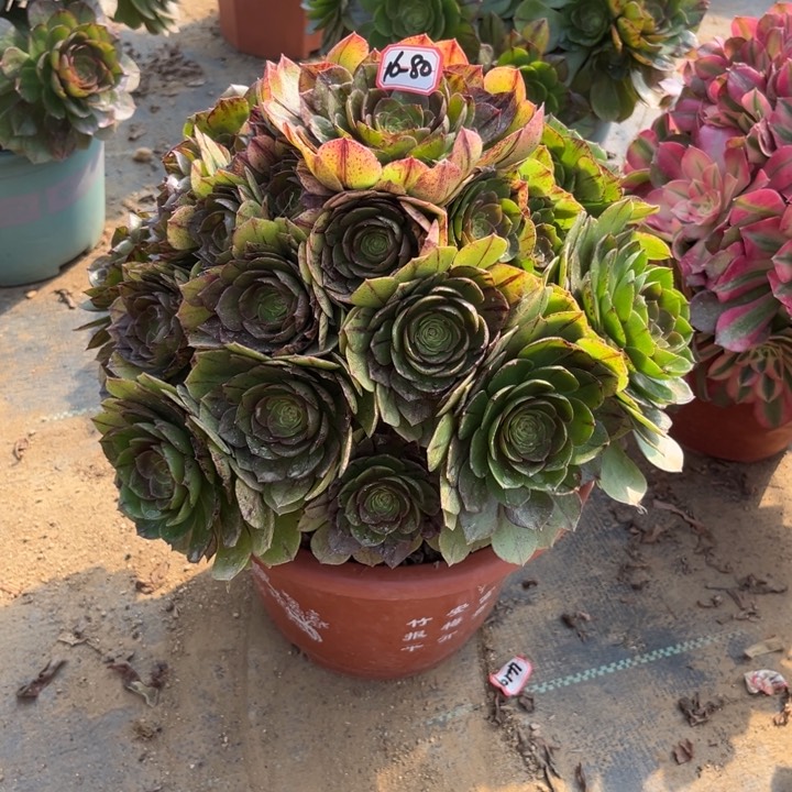 16-80拉丝多肉植物