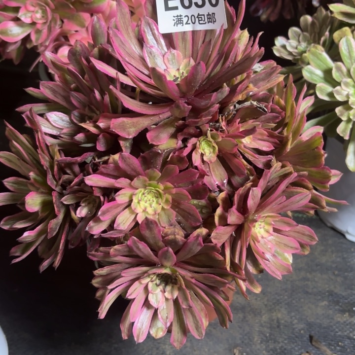 瑞妈一物一拍630