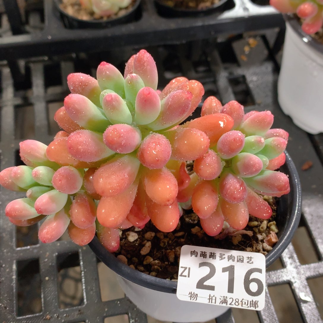 肉萌萌拇指盆精控多肉ZI216