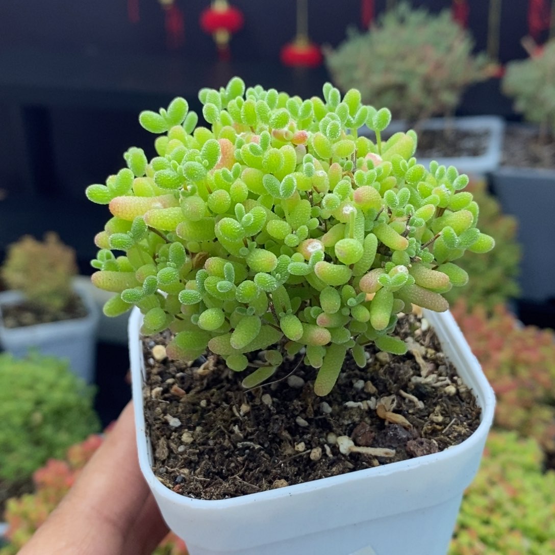 130号蜜橘糖球枝干多肉