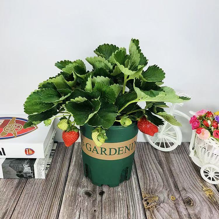 带花带果盆栽带土加仑盆适合室内外阳台庭院种植