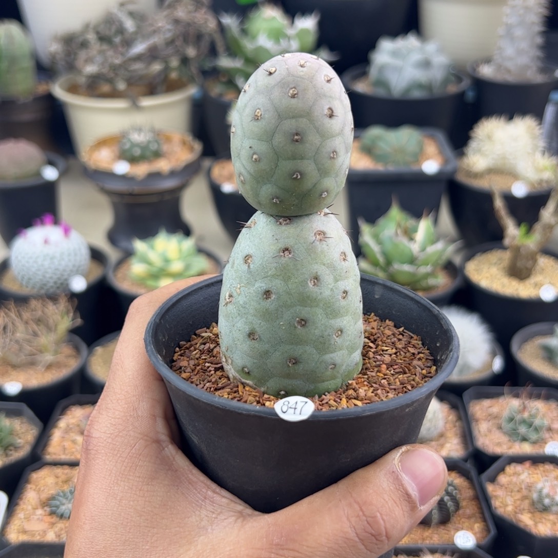 习志野一物一拍847