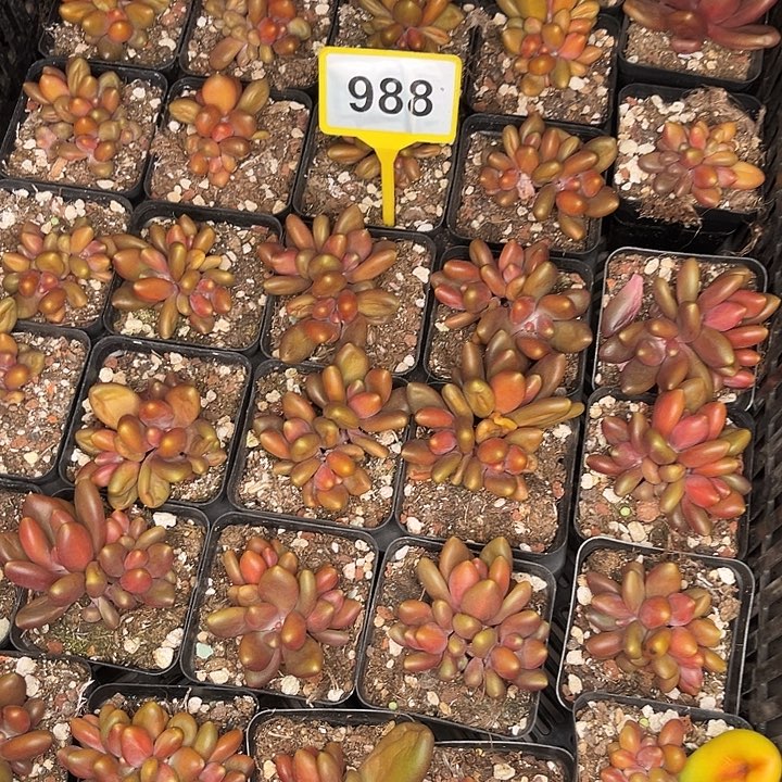多肉植物x系美人988