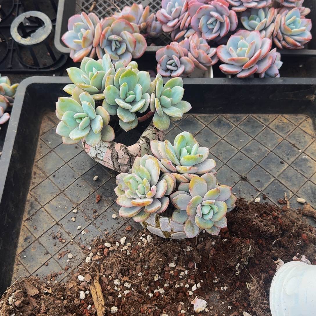 小*瓜哈哈哈哈哈哈哈哈哈哈