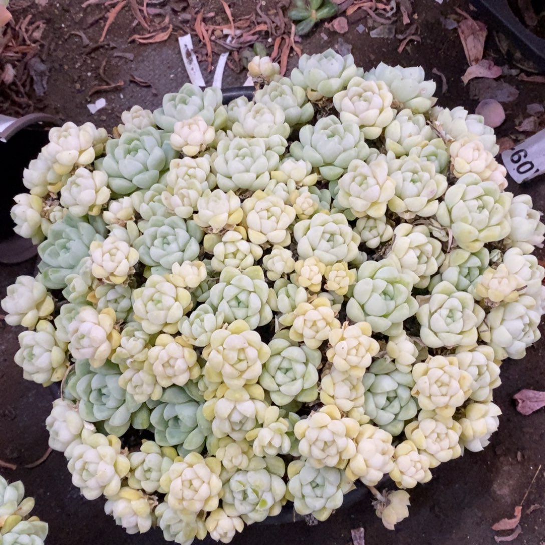 厚叶月影大盆整桩带盆土