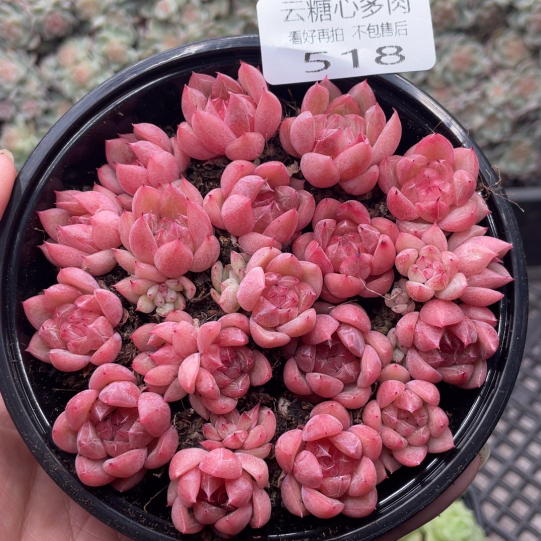 云糖心多肉植物518
