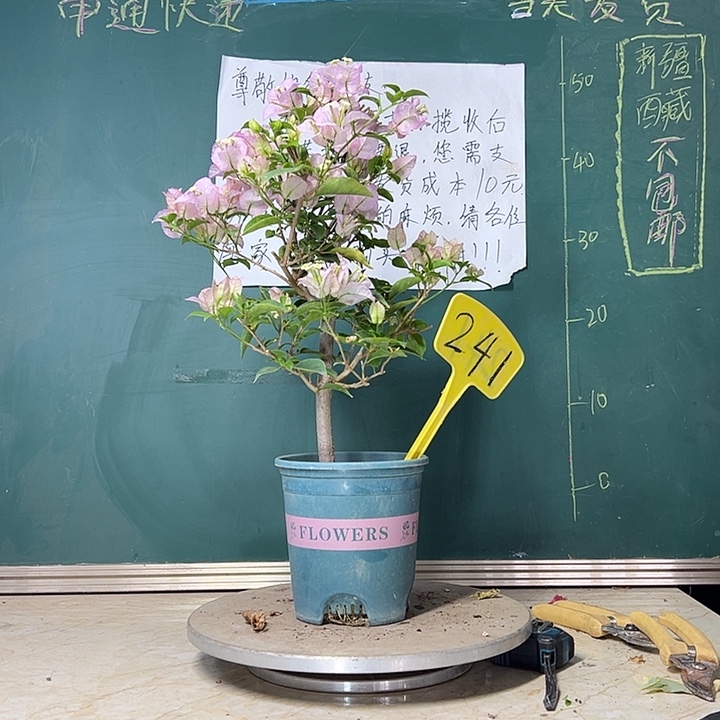 当前无花栽培后可以开花 丽娜  241