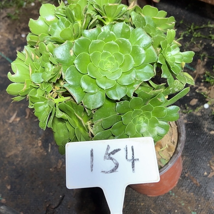 多肉植物绿羊绒法师