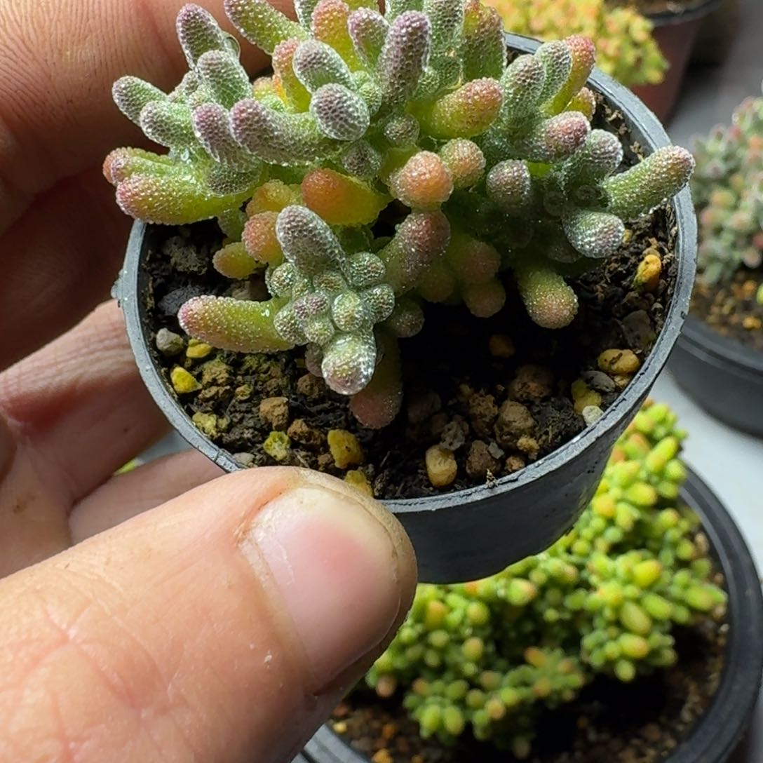 冰晶 多肉植物枝干番杏