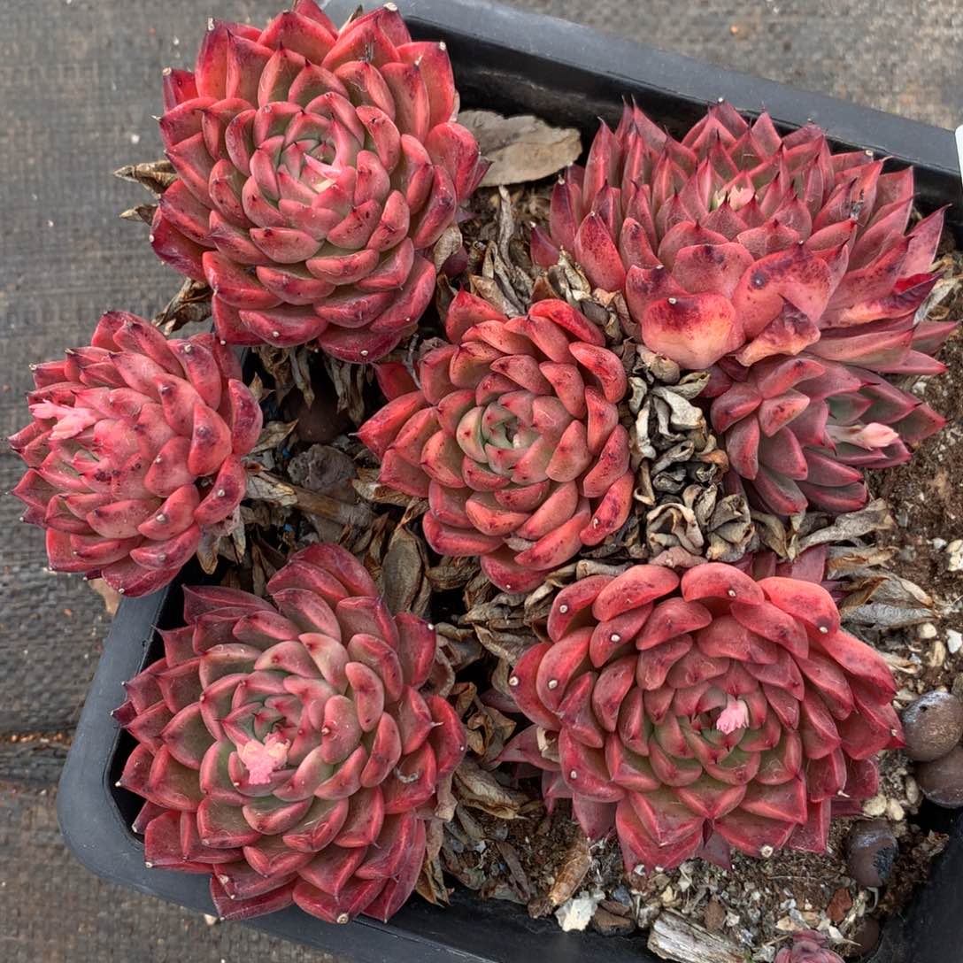 2896杂交精品基地15厘米