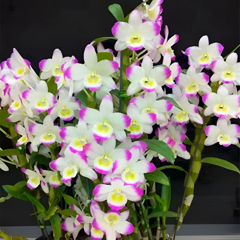 春石斛兰花【甜心公主】兰花室内阳台耐寒易养花卉盆栽绿植鲜花