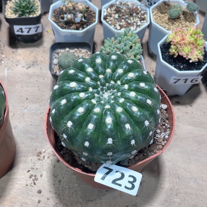 723超大炫美玉仙人球