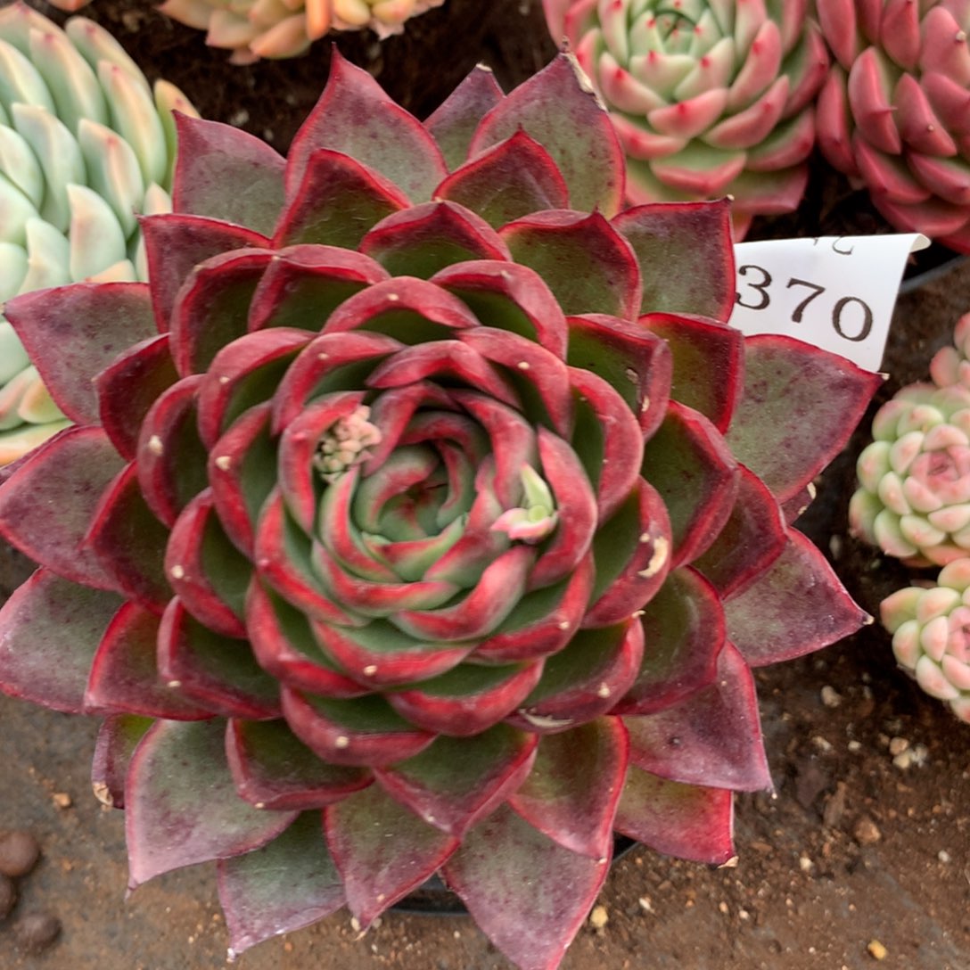 7370叶片有伤特价处理