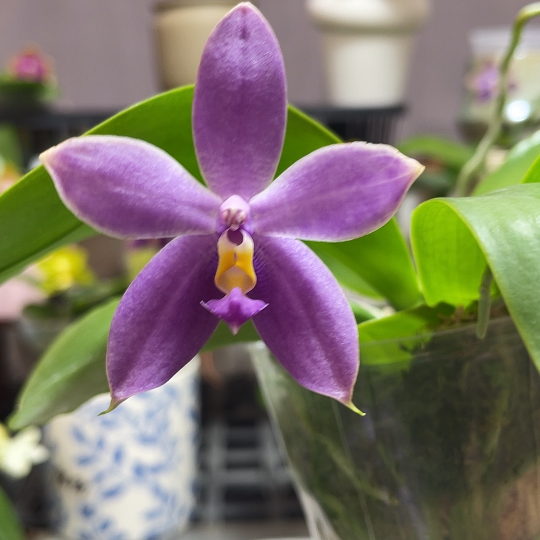 完全开放112叶瑕花期不保