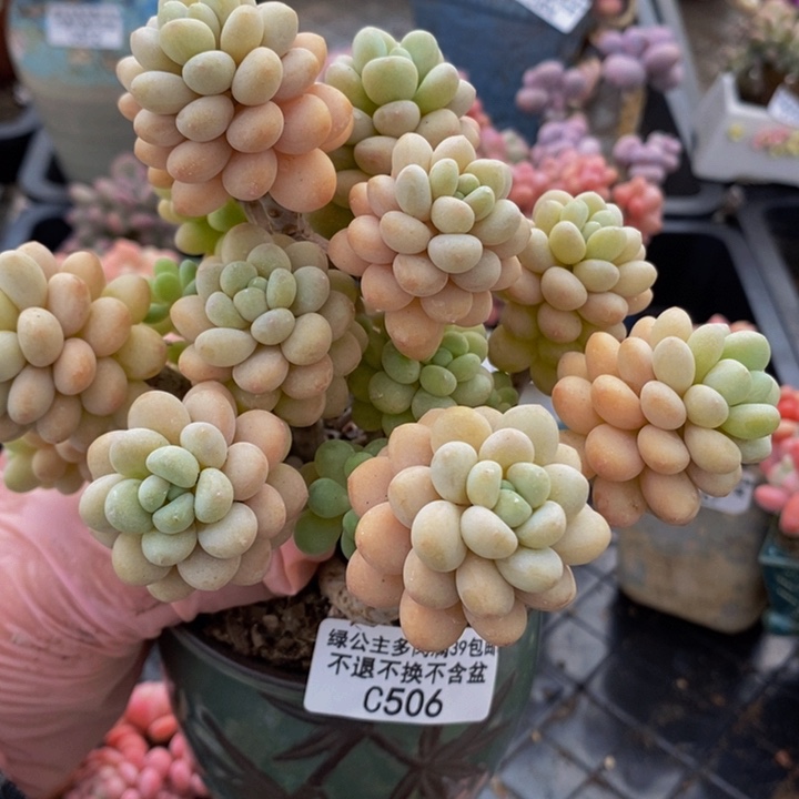 洛可可老桩12cm506多肉植物