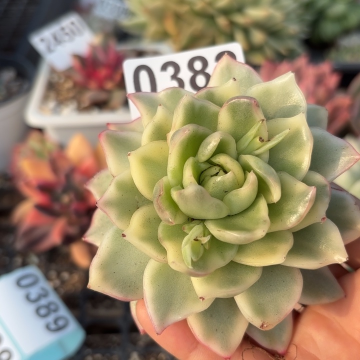 多肉植物满18包邮当场凑单