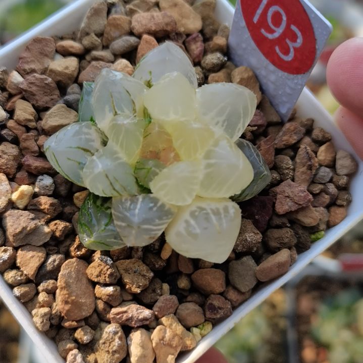 193号OM玉露锦一物一拍带盆土发货满38包邮