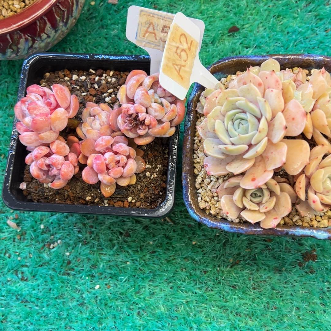 两颗一起，，，，，，，，，， 