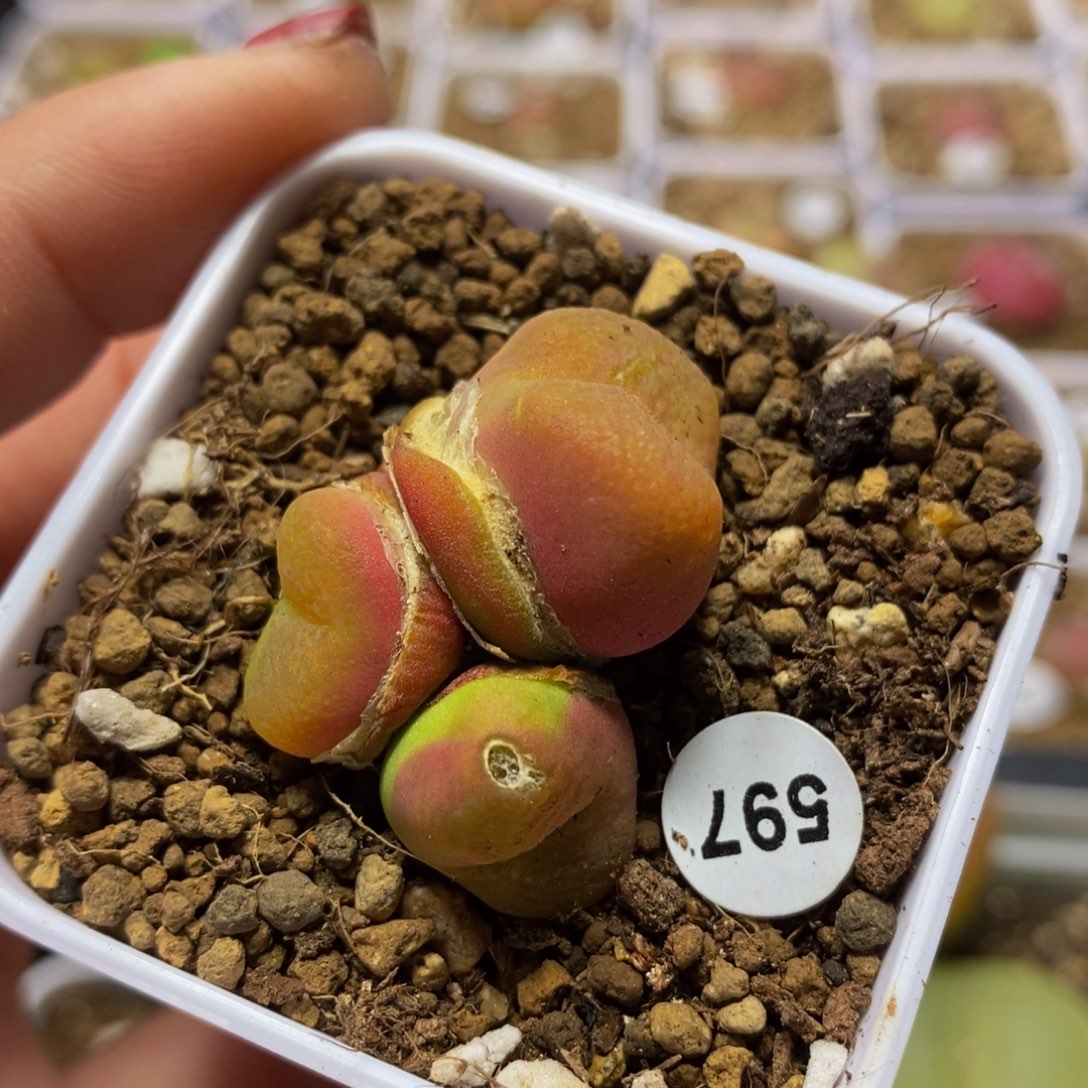 3头瑕疵多肉植物