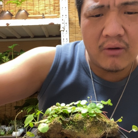 红陶一物一拍所见即所得89