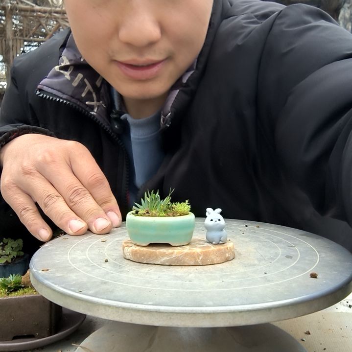 花*红小盆景小植物一物一拍98