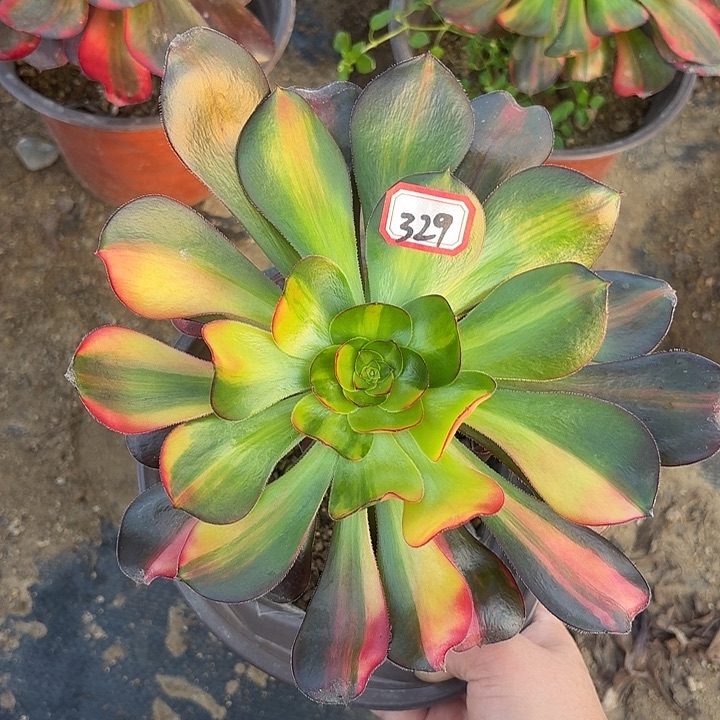 巫毒七彩329多肉植物