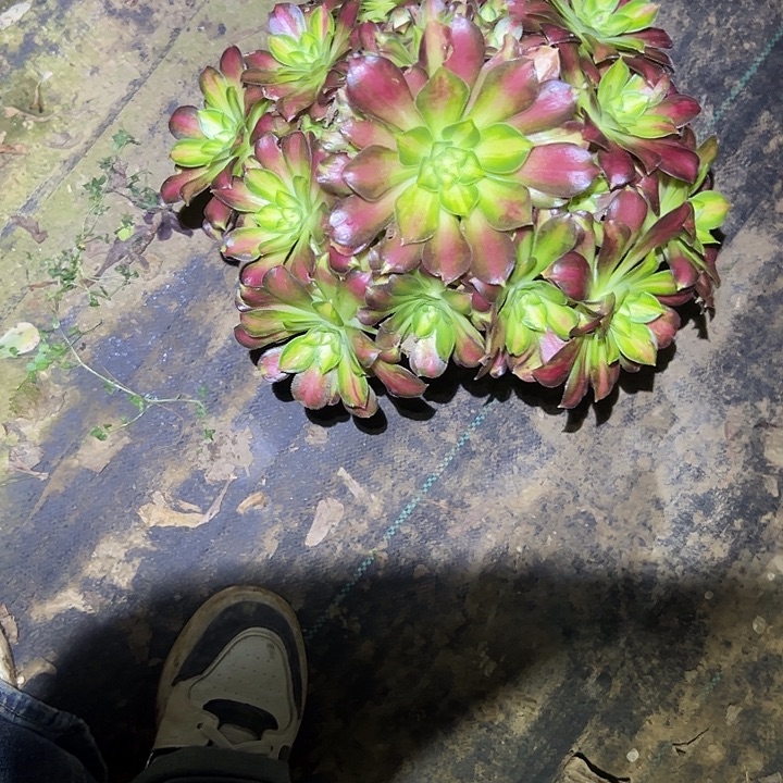 不包侧枝一物一拍84