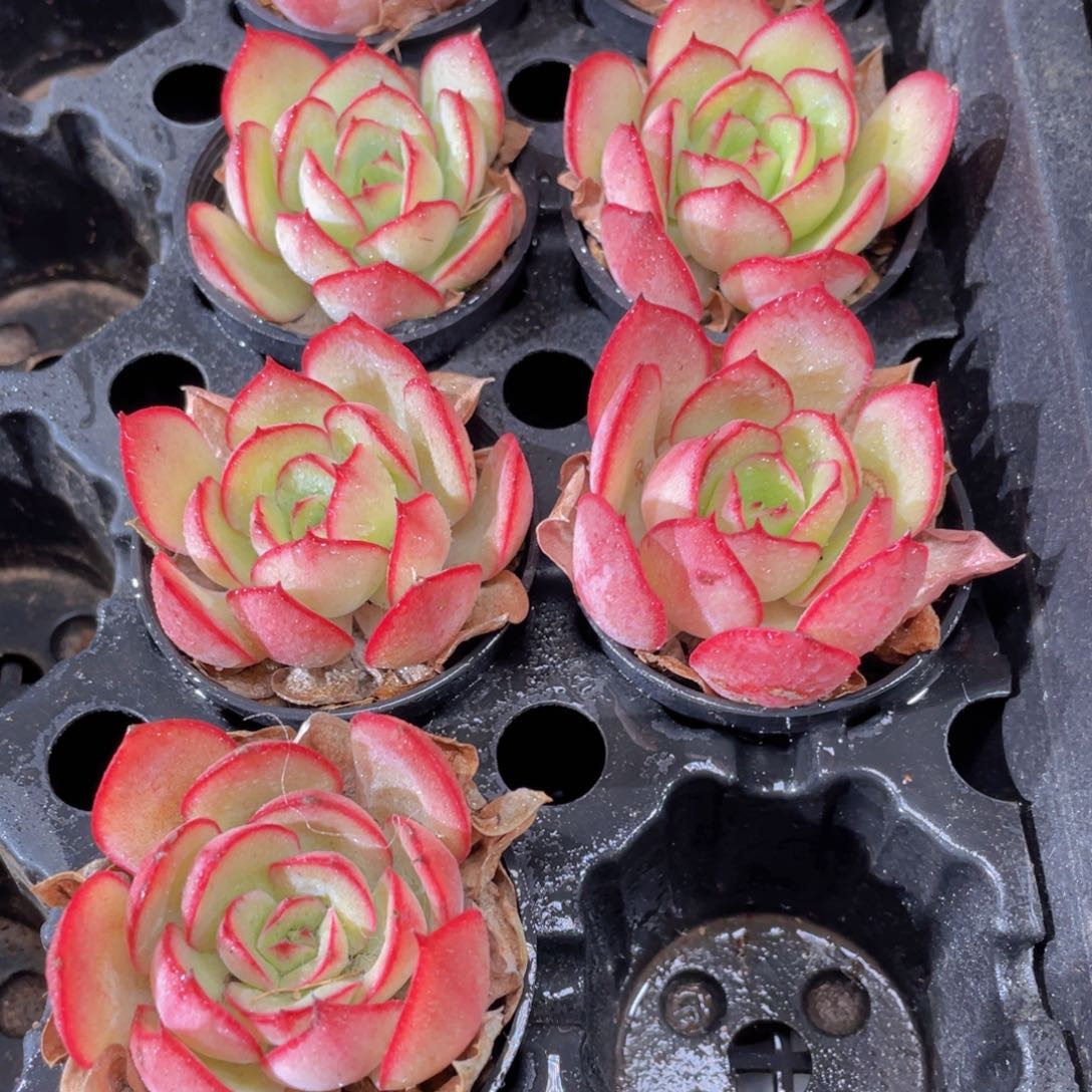 牡丹亭多肉9.9包邮发货