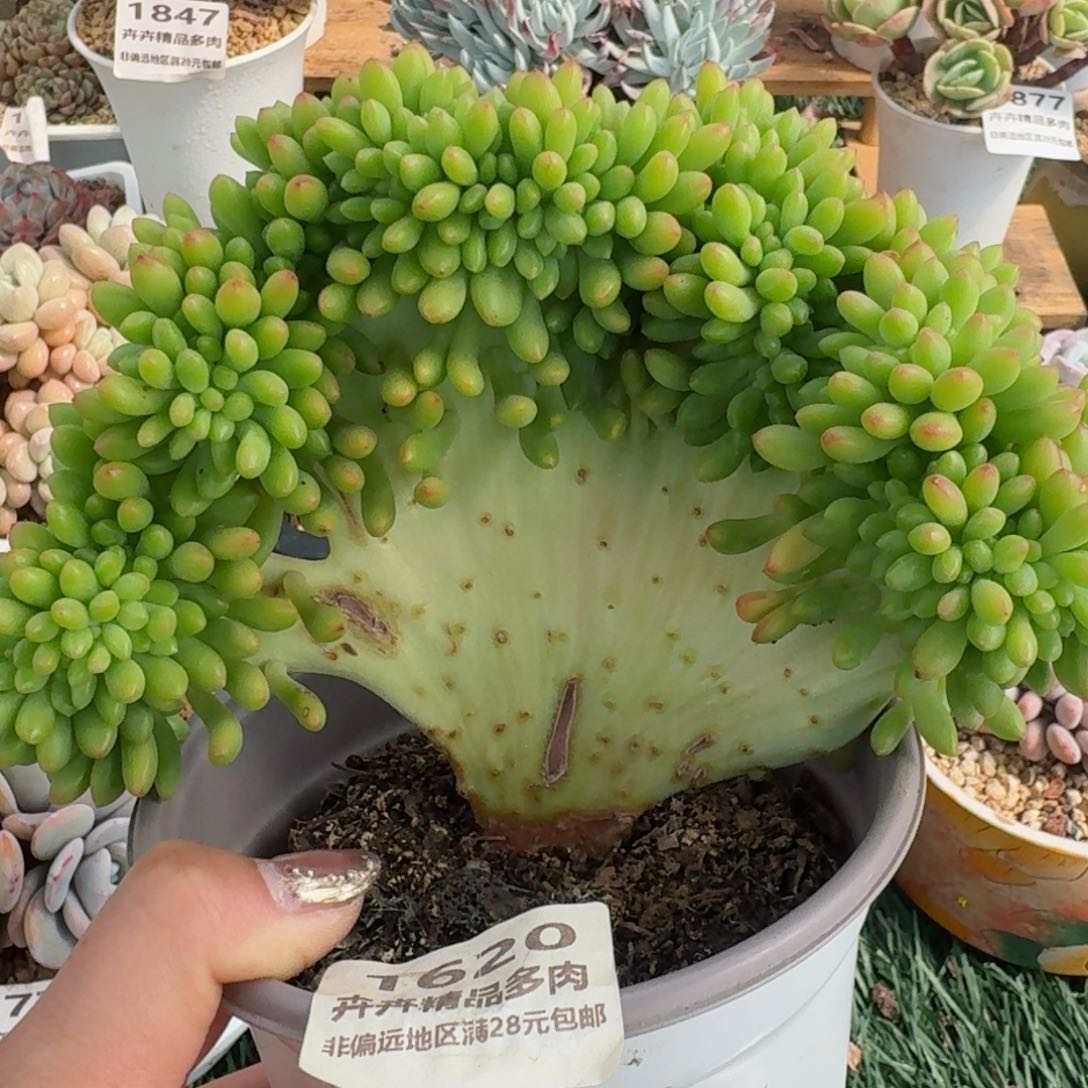 1620一物一拍（满28包邮