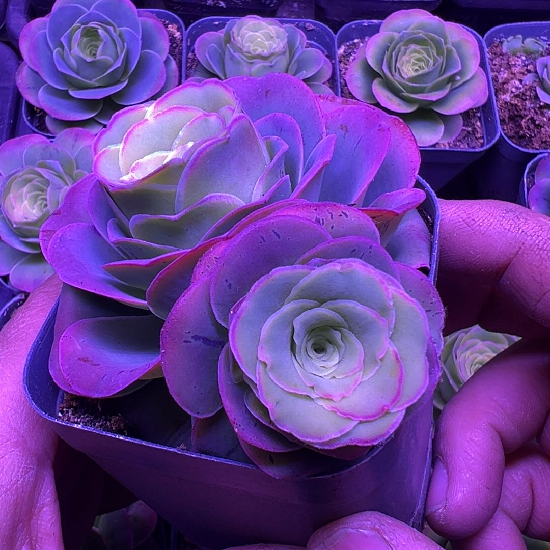 幽兰山地玫瑰多肉