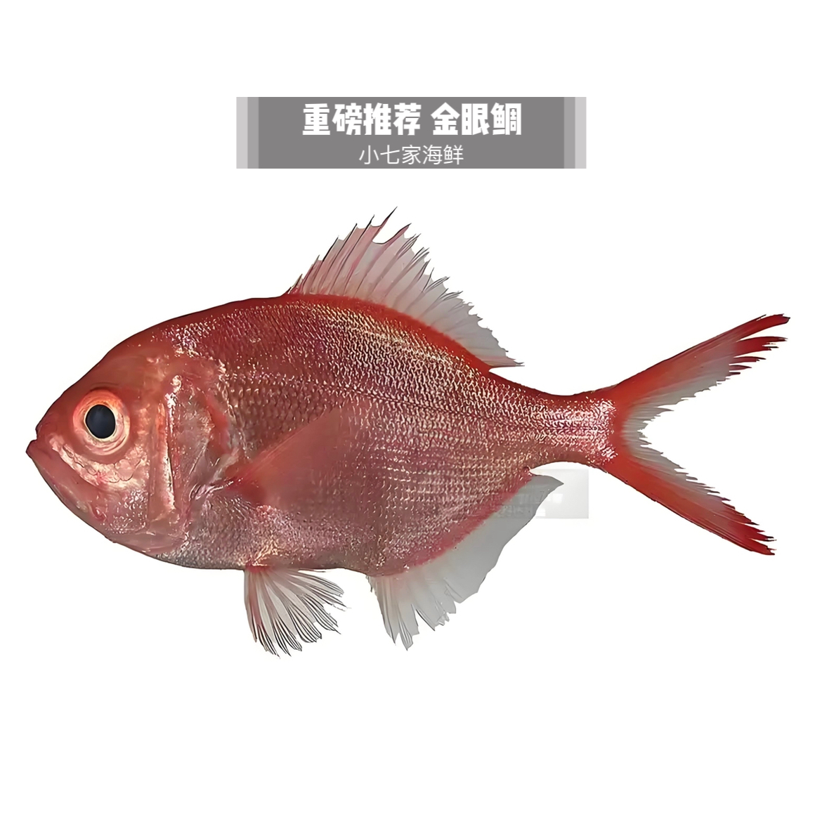 【金眼鲷】红皮鱼新鲜到港 鲜嫩鲜甜 顺丰配送到家 不鲜包赔