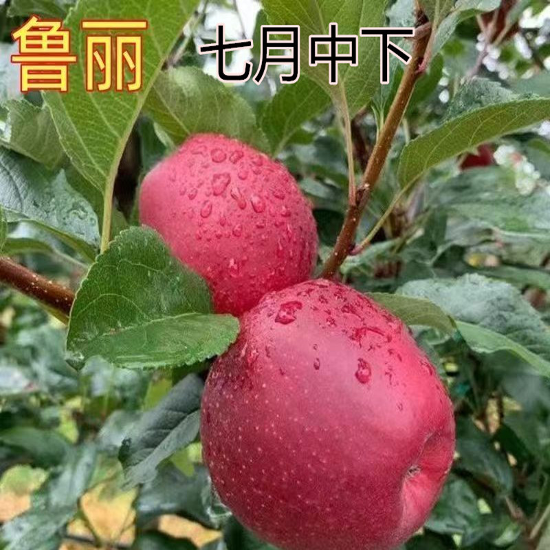 早熟鲁丽苹果树苗烟富众成系列早熟晚熟苹果嫁接树苗南北方种植