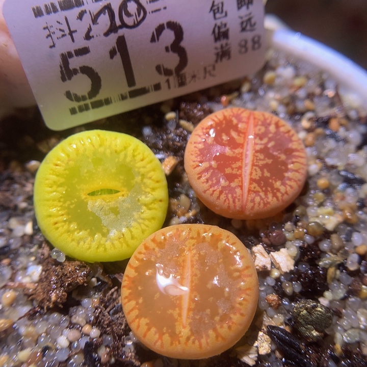 精品生石花220.513