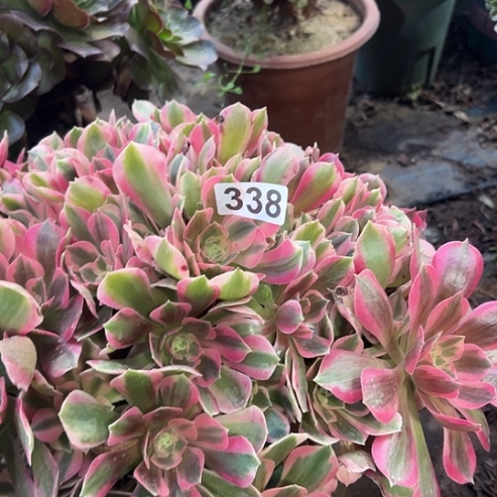 狂***牛多肉植物一个男神338