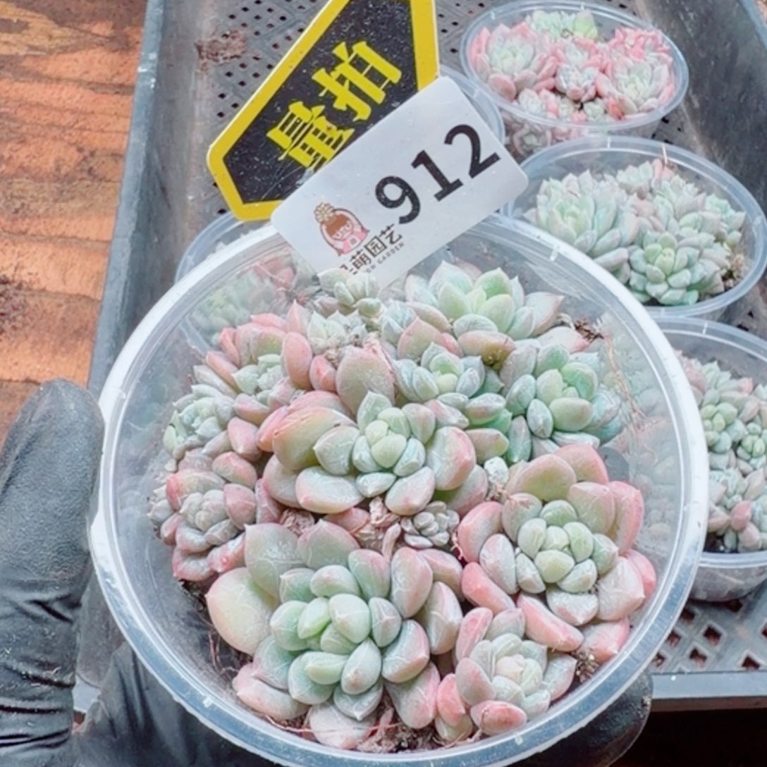 多肉植物多肉植物