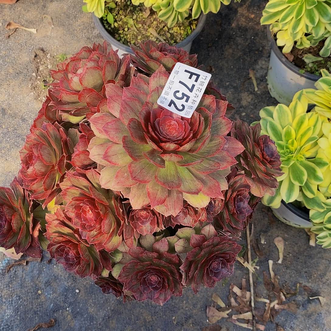 752红丝绒一棵一