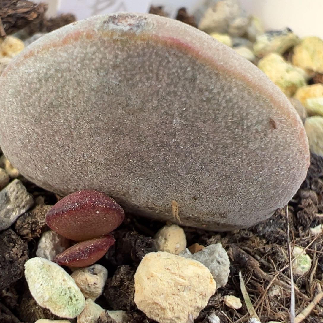 产地白蛋大苗多肉植物