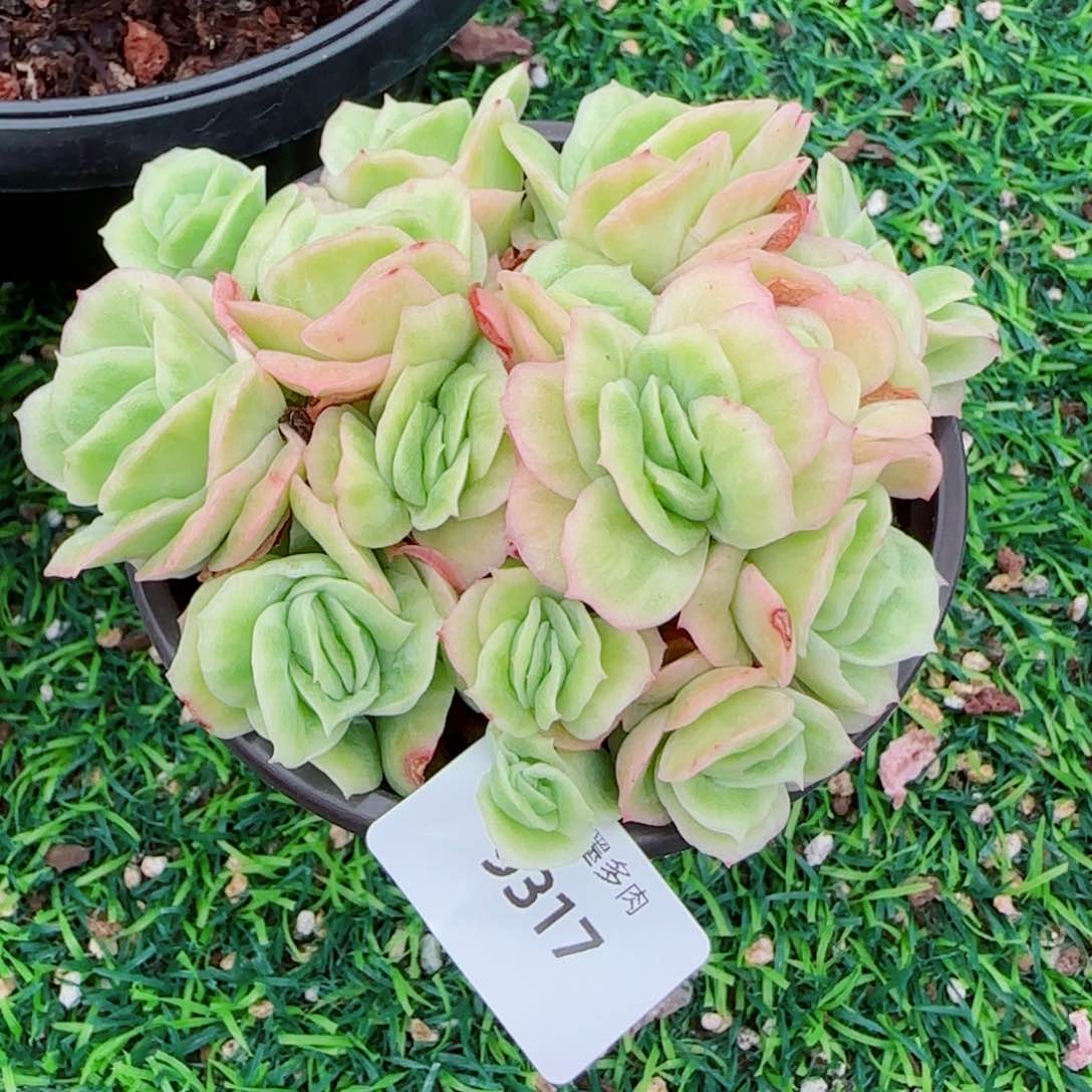 冰玫瑰，9317多肉植物
