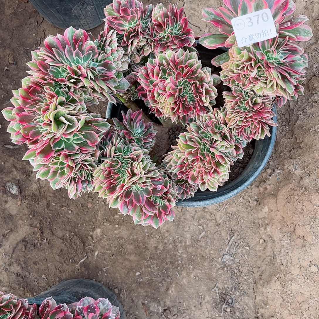 无花朵多肉植物370