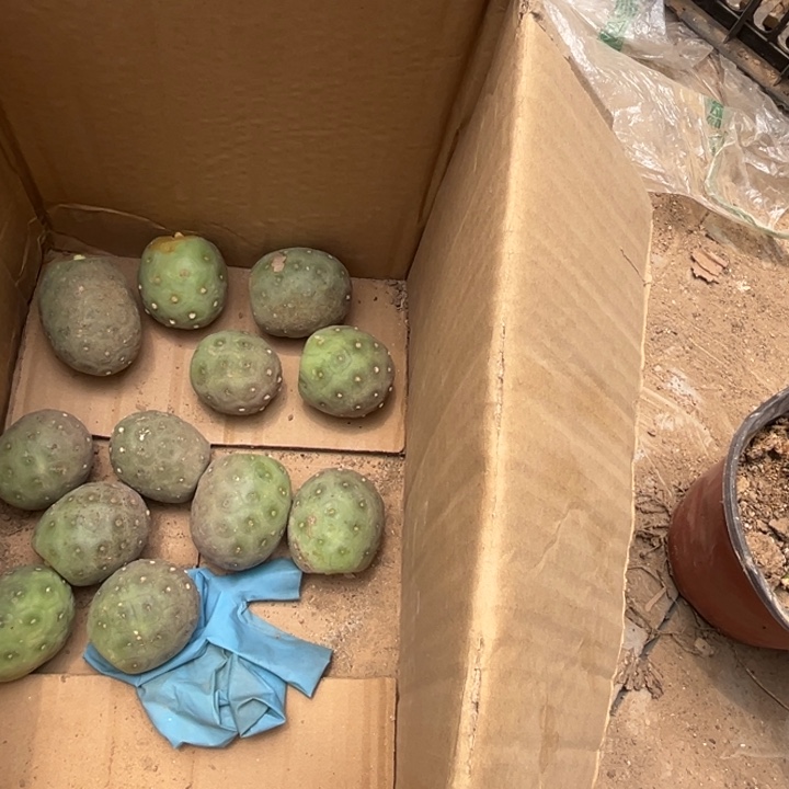 二*无刺习志野轻舞者竟狂黑刺各三个