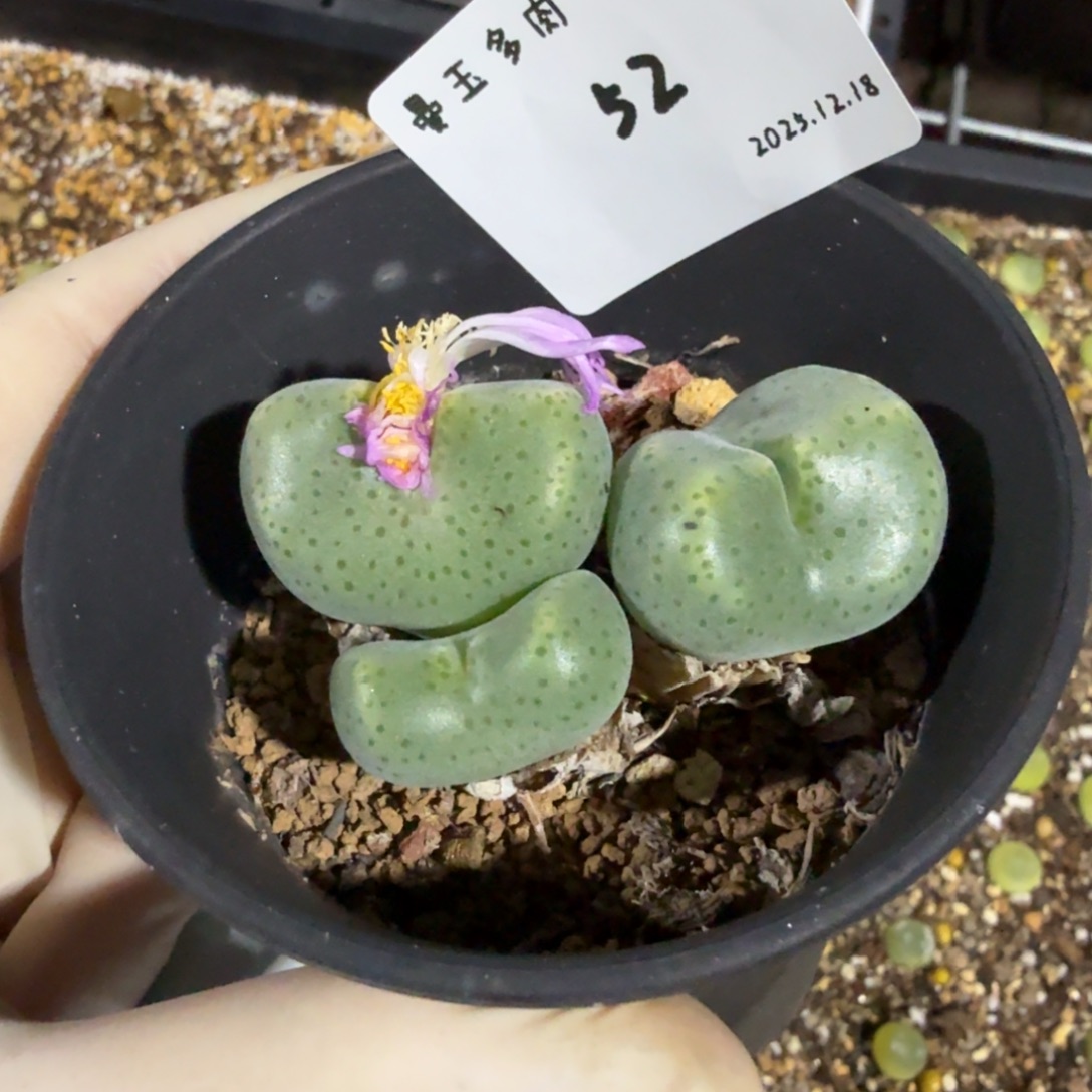 拾***玖多肉多肉多肉12.18-052