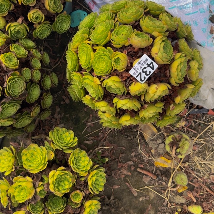 万圣节花29-53包邮花花